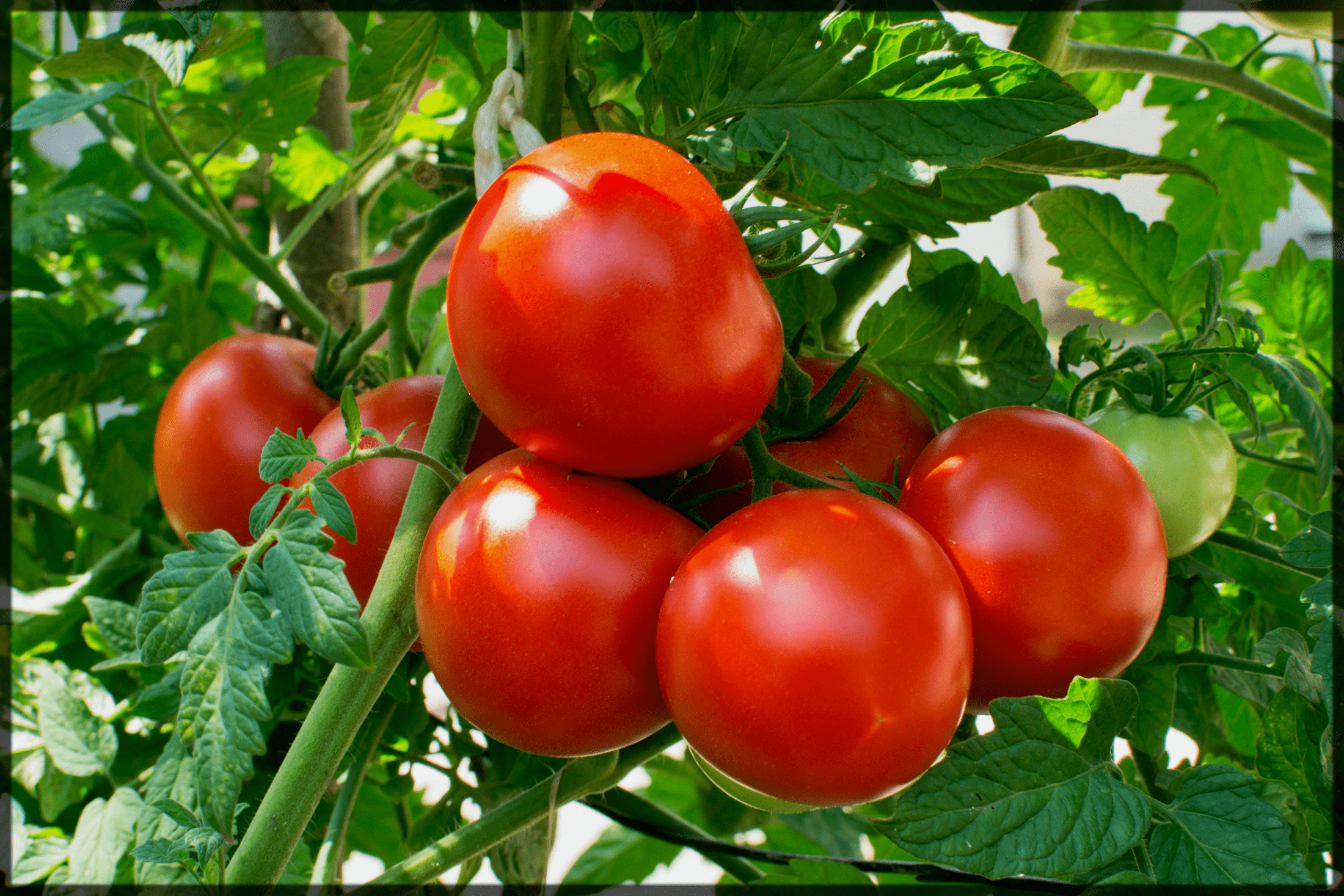 tomato home remedies for blackheads-min